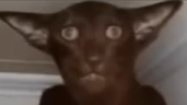 strashno emote