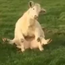 happyCow emote