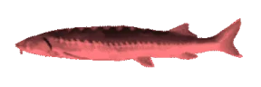 ShangriiJams emote