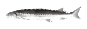 Joelest emote