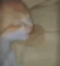 ImOverHereTakingANapRNIGotPillowsUnderMyHeadRNImSleepyAsFuckManImASnoozeMan emote