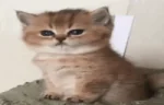 siju emote