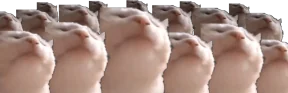 catJAMPARTY emote