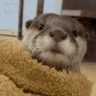 OtterKiss emote
