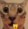 OMG emote