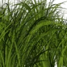 Bushge emote