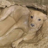 muddog emote