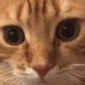 CatWUT emote