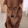 pies emote