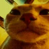catSong emote