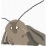 MOTH emote