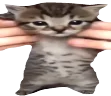 catWiggle emote