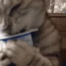 yogurt emote
