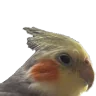 qoqueJAM emote