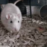 RatArrive emote