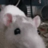 SNIFFA emote