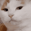 judgingCat