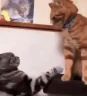 CatFight emote