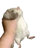 RatShakeR emote