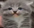 madcat emote