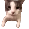 catKISS emote