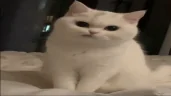 chevo emote