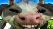 xddurmom emote