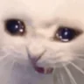 SadCatto emote