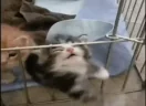 STOP emote