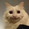 jackass emote