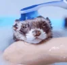 peepoWash emote