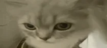 cho emote