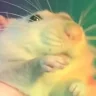 xomyakJam emote