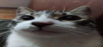 ahsosorry emote