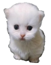 ewpert emote