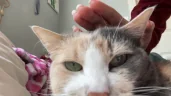 patcat emote