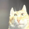 Yeh emote