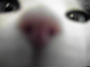 bwo emote