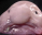 bico