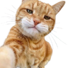 Selfie emote