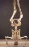 SkeletonPls emote