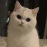 NegativeNancy emote