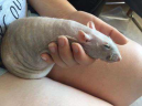 cockReveal emote