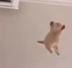 lechu emote