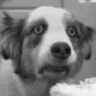 WHATISGOINGON emote
