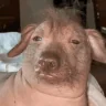 Creature emote