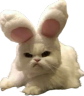 madge emote