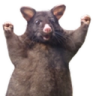 possumroof emote