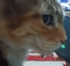 Wha emote