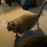 DickeKatzeSpringtAufEinenTischUndMiautWeilSieHungerHat emote
